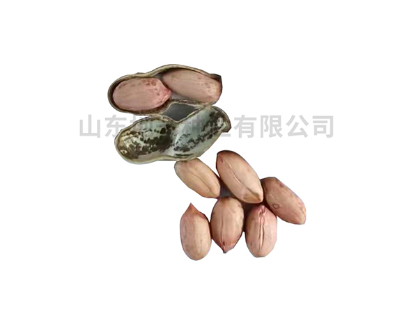 濰花22號(hào)品種