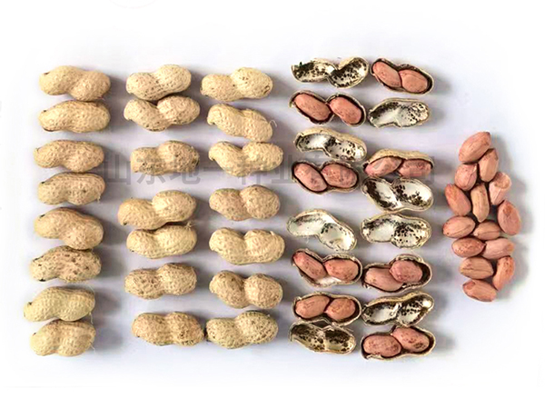 濰花25號(hào)花生種適合哪些地區(qū)？